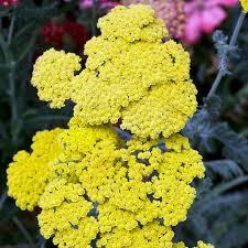 Achillea millefolium Little Moonshine