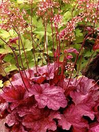 Heuchera Berry Smoothie
