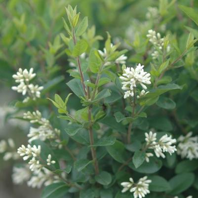 Ligustrum amurense - Amur privet