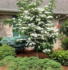 Cornus Venus