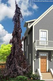 Fagus sylvatica Purple Fountain