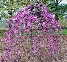 Cercis canadensis Ruby Falls