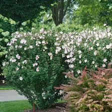 Hibiscus syriacus Pink Chiffon&reg;