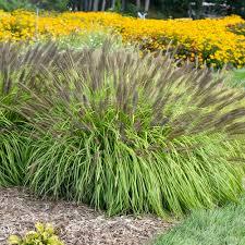 GR-Pennisetum v. Prairie Winds 