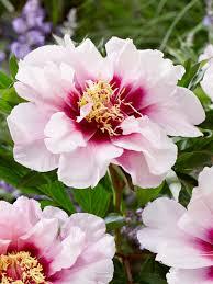 Paeonia Cora Louise