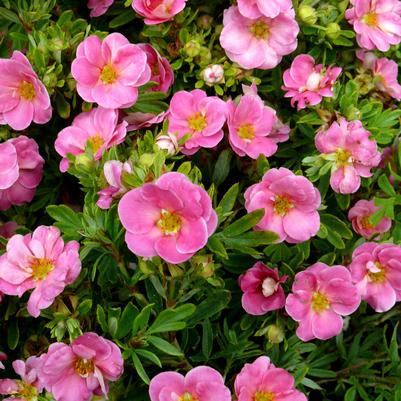 Potentilla fruticosa Happy Face&reg; Pink Paradise