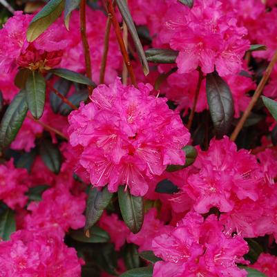 Rhododendron Landmark