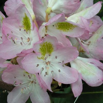 Rhododendron maximum 
