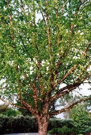 Betula nigra 