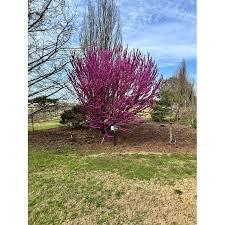 Cercis canadensis Kay's Early Hope