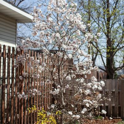 Magnolia stellata Centennial Blush™