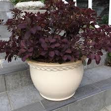 Cotinus coggygria Velveteeny&trade;
