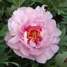Paeonia First Arrival