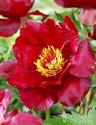 Paeonia Scarlet Heaven