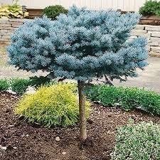 Picea p. Globosa On Standard 