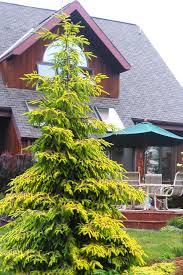Picea orientalis Skylands