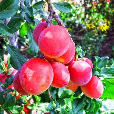 Prunus salicina Bruce