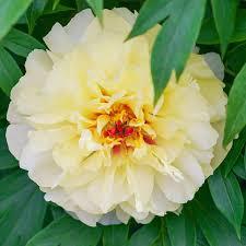 Paeonia x. 'Vanilla Manila' 