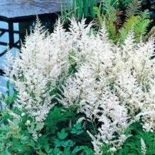 Astilbe x arendsii Snowdrift