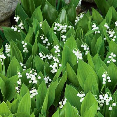 Convallaria majalis 