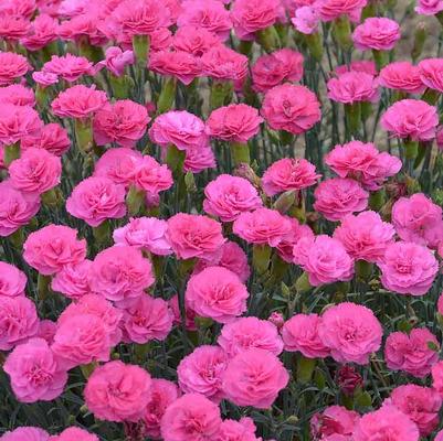 Dianthus Pretty Poppers&trade; Double Bubble