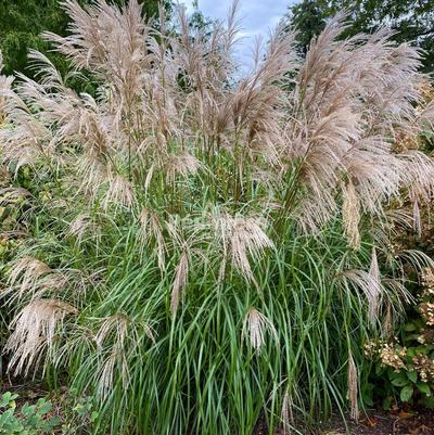 Miscanthus sinensis Oktoberfest
