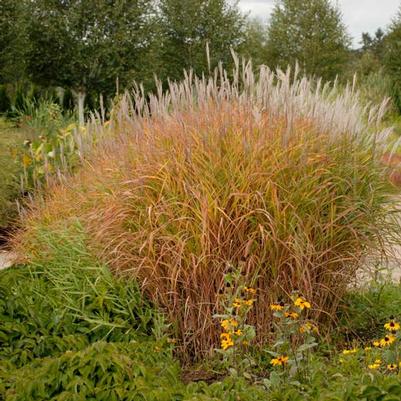 GR-Miscanthus s. Purpurascens 