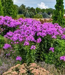 Phlox paniculata Luminary® Evening Glow