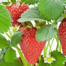 Fruit - Strawberry - Rutgers D 