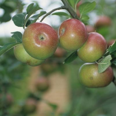 Malus pumila Royal Gala
