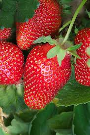 Fruit - Strawberry - Dippity D 