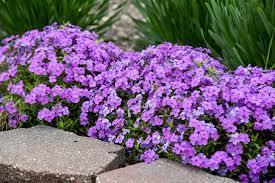 Phlox Purple Sprite