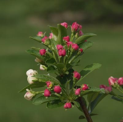 Malus sargentii Firebird®