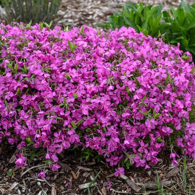 Phlox Magenta Sprite