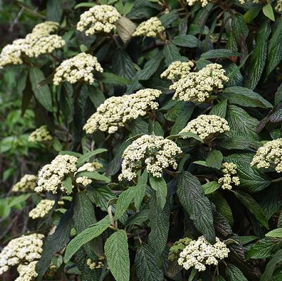 Viburnum rhytidophyllum Cree