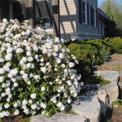 Viburnum carlesii Spice Island&trade;