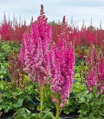 Astilbe You and Me Always&reg;