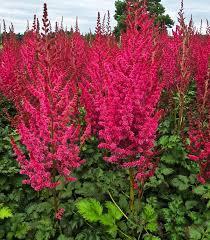 Astilbe chinensis You and Me Forever®
