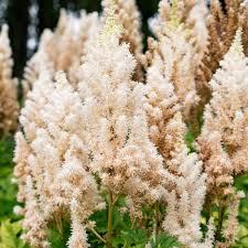 Astilbe You and Me Together&reg;