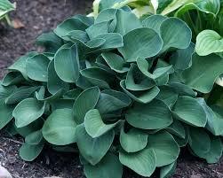 Hosta Blue Mouse Ears