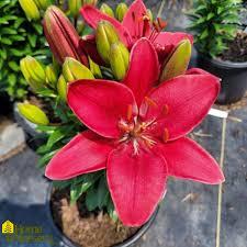 Lilium FantAsiatic Red