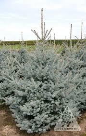 Picea pungens Bonny Blue