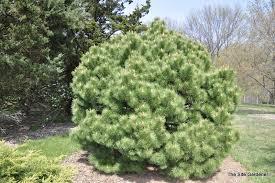 Pinus densiflora Globosa