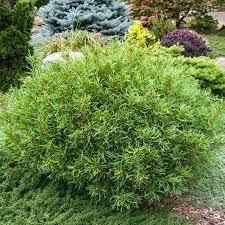 Pinus strobus Mini Twists
