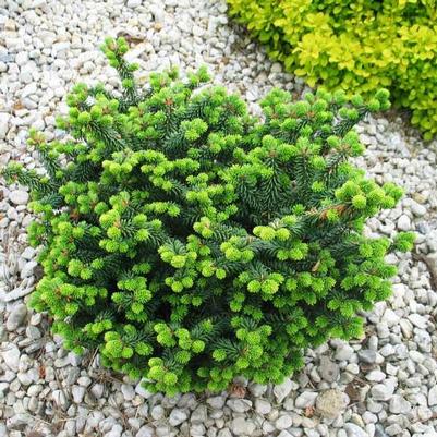 Abies balsamea Nana
