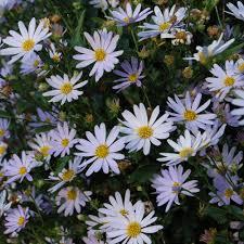 Kalimeris incisa Blue Star