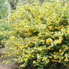 Kerria japonica Golden Guinea