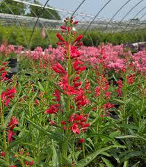 Penstemon barbatus Pristine Scarlet