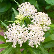 Asclepias incarnata Ice Ballet