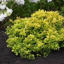 Berberis WorryFree&reg; Lemon Cutie&reg;